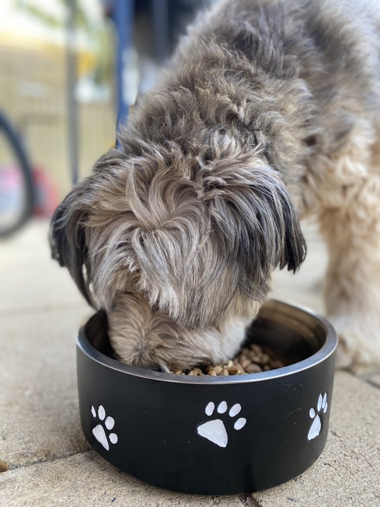 Somerzby Pet Bowl - Image 3